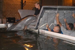 Dolphin surfacing near a boat on the Gulf Coast