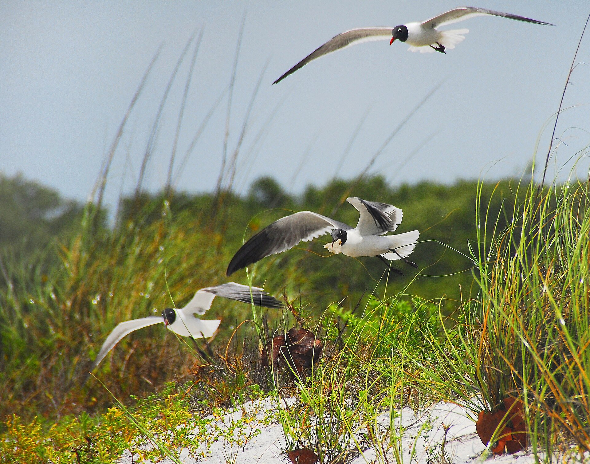 Laughing gulls flying over sea oats on the beach at Lovers Key State Park
