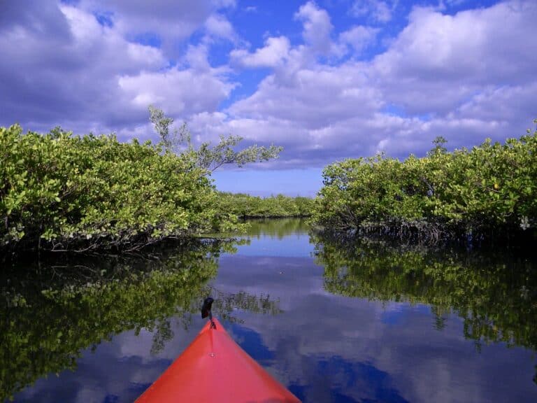 Bow of a red kayak gliding through a calm mangrove creek in Southwest Florida