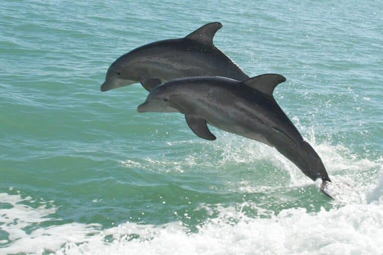 Two bottlenose dolphins leaping alongside a boat in the green Gulf waters off Southwest Florida