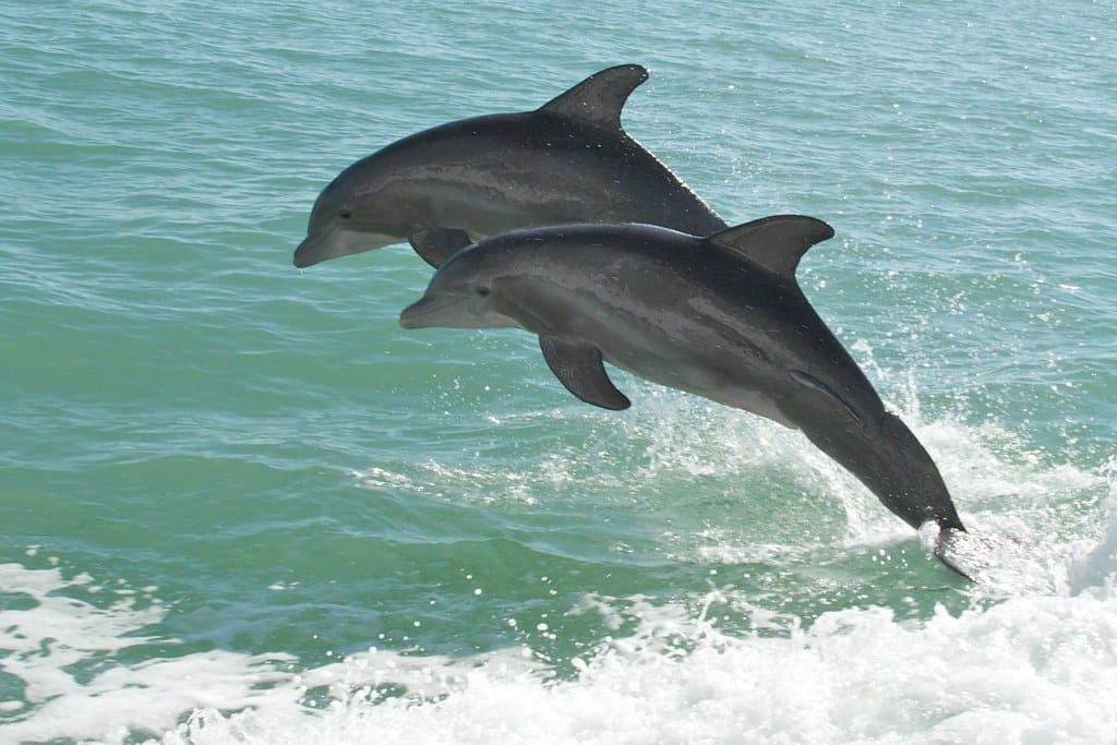 Two bottlenose dolphins leaping alongside a boat in the green Gulf waters off Southwest Florida